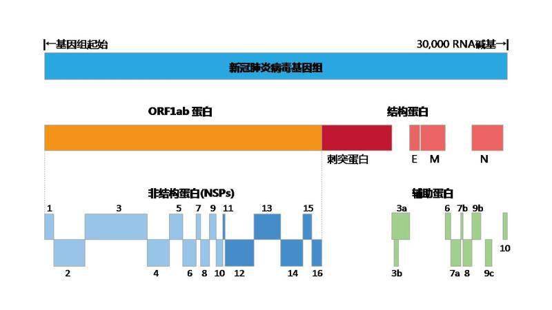 新冠病毒2024年最新消息,实地考察数据分析_XE版53.825