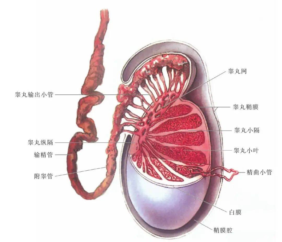 精窝网最新动态，引领前沿科技，洞悉未来发展趋势