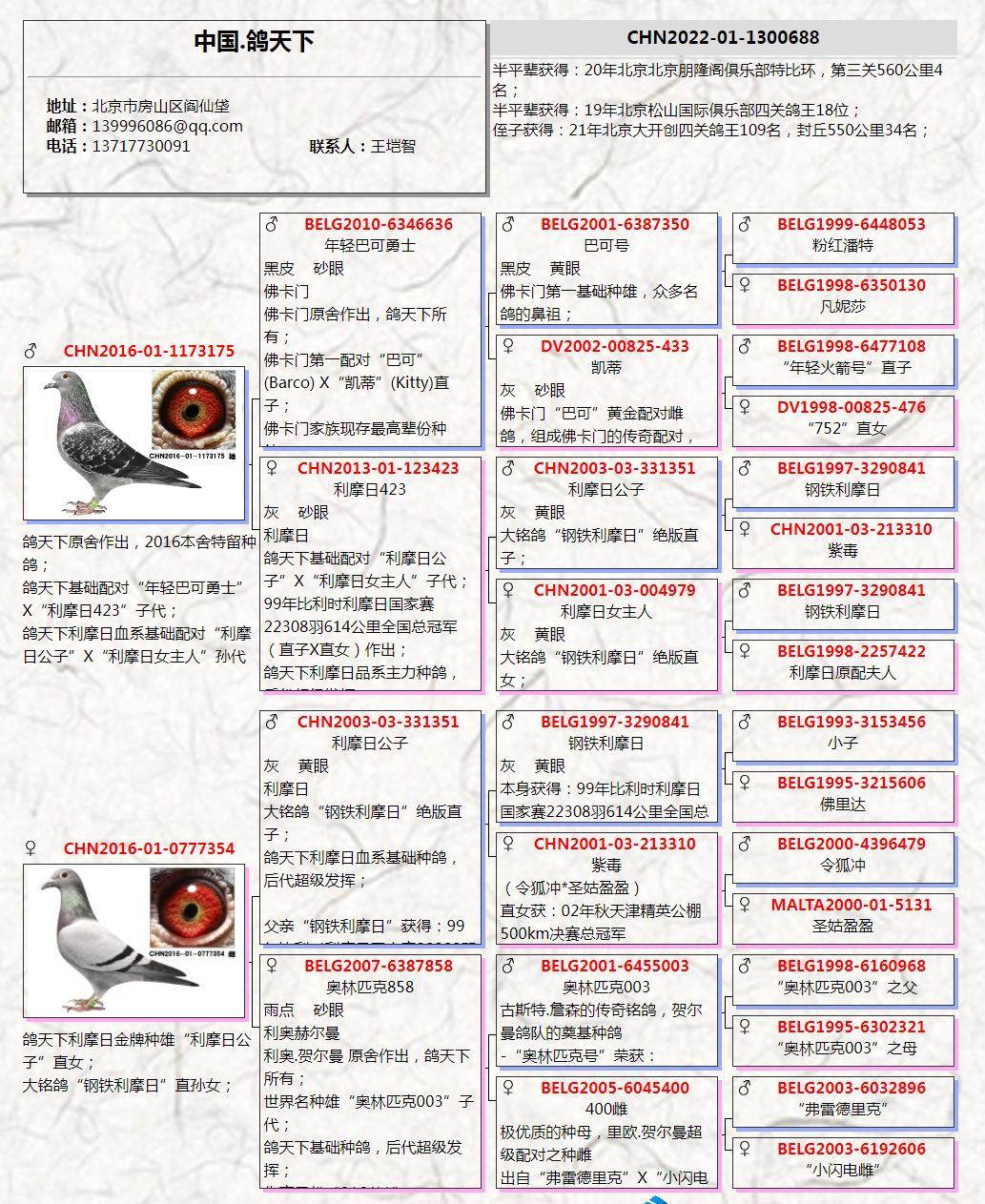 鸽行天下最新视频，80后的飞翔梦想与青春回忆