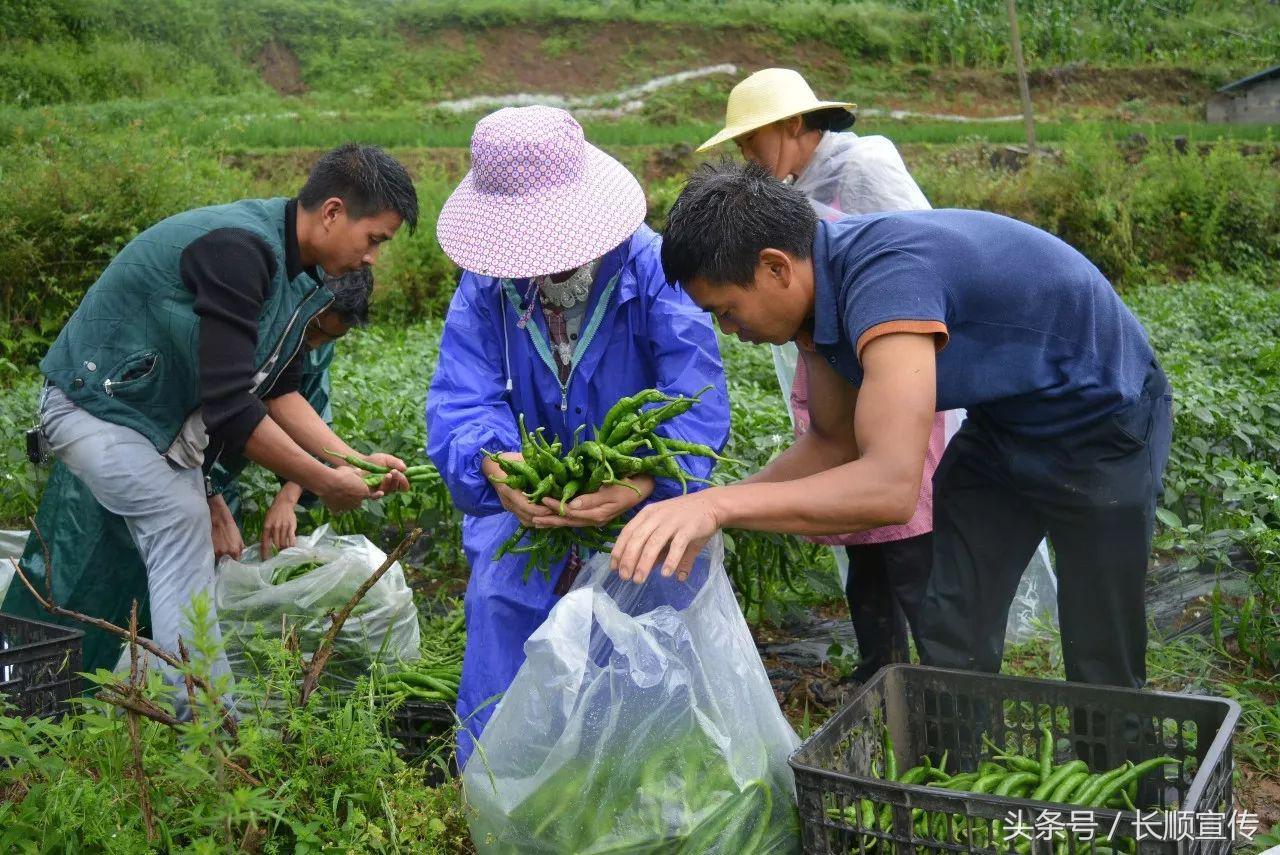 长顺最新招聘信息及其社会影响分析