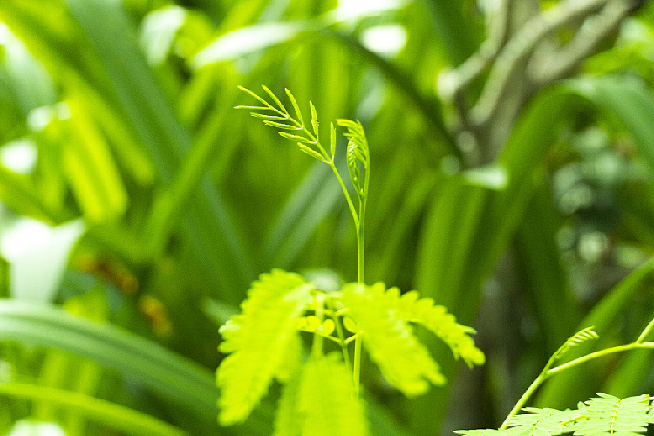 最新绿的植物，生命的活力与自然的魅力